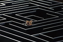 Golden Hamster (Mesocricetus auratus) in Hampton-Court-labyrinth at Martin Luther University of Halle-Wittenberg, Germany