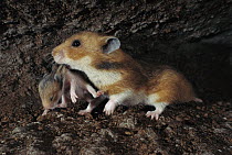 Golden Hamster (Mesocricetus auratus) mother carrying young back to the nest