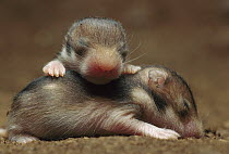 Golden Hamster (Mesocricetus auratus) two young, six day old young with eyes still closed, one is laying over the other