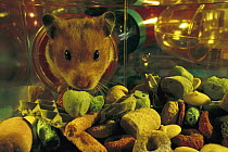 Golden Hamster (Mesocricetus auratus) looking into its food store with strawberry nuggets, herb waffles etc in its artificial plastic world of habitrail system