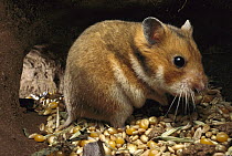 Golden Hamster (Mesocricetus auratus) sitting in its subterranean food store of grains and corn