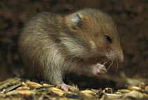 Golden Hamster (Mesocricetus auratus) young, 10 days old, sitting in the subterranean food store, eyes still closed