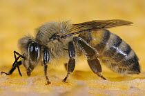 Honey Bee (Apis mellifera) worker sitting on honeycomb, Bee Station at the Bavarian Julius-Maximilians-University of Wurzburg, Germany