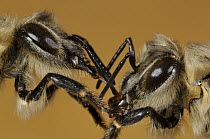 Honey Bee (Apis mellifera) pair exchanging food mouth to mouth, Bee Station at the Bavarian Julius-Maximilians-University of Wurzburg, Germany