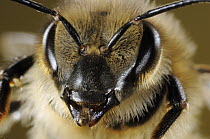 Honey Bee (Apis mellifera) female worker, Bee Station at the Bavarian Julius-Maximilians-University of Wurzburg, Germany