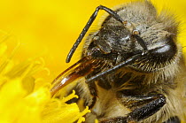 Honey Bee (Apis mellifera) covered with pollen while feeding on dandelion nectar, Bee Station at the Bavarian Julius-Maximilians-University of Wurzburg, Germany