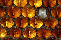 Honey Bee (Apis mellifera) brood honeycomb with pupa, Bee Station at the Bavarian Julius-Maximilians-University of Wurzburg, Germany