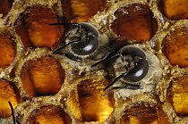 Honey Bee (Apis mellifera) pair of drone males hatching out of brood cells, Bee Station at the Bavarian Julius-Maximilians-University of Wurzburg, Germany