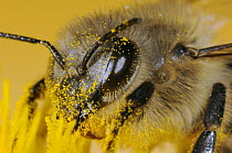 Honey Bee (Apis mellifera) covered with pollen while feeding on dandelion nectar, Bee Station at the Bavarian Julius-Maximilians-University of Wurzburg, Germany