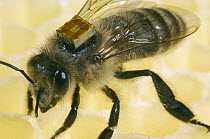 Honey Bee (Apis mellifera) with a RFID-Chip on it's back, Bee Station at the Bavarian Julius-Maximilians-University of Wurzburg, Germany