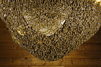 Honey Bee (Apis mellifera) natural beehive, built in wooden hut in the garden of the Bee Station at the Bavarian Julius-Maximilians-University of Wurzburg, Germany
