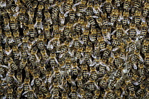 Honey Bee (Apis mellifera) cluster on honeycomb, Bee Station at the Bavarian Julius-Maximilians-University of Wurzburg, Germany