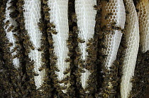 Honey Bee (Apis mellifera) group on naturally shaped honeycombs, Bee Station at the Bavarian Julius-Maximilians-University of Wurzburg, Germany