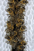 Honey Bee (Apis mellifera) honeycomb alley, the distance between the honeycombs results from standing heights of bees, Bee Station at the Bavarian Julius-Maximilians-University of Wurzburg, Germany