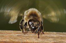 Honey Bee (Apis mellifera) setting a scent track for worker bees to find their way back to hive, Bee Station at the Bavarian Julius-Maximilians-University of Wurzburg, Germany