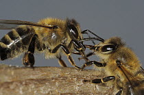 Honey Bee (Apis mellifera) pair exchanging food mouth to mouth, Bee Station at the Bavarian Julius-Maximilians-University of Wurzburg, Germany