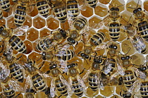 Honey Bee (Apis mellifera) group on honeycomb with cells filled with honey, Bee Station at the Bavarian Julius-Maximilians-University of Wurzburg, Germany