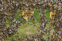 Honey Bee (Apis mellifera) chains made to repair honeycomb, Bee Station at the Bavarian Julius-Maximilians-University of Wurzburg, Germany