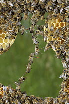 Honey Bee (Apis mellifera) chains made to repair honeycomb, Bee Station at the Bavarian Julius-Maximilians-University of Wurzburg, Germany