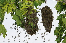 Honey Bee (Apis mellifera) swarm, in the process of establishing and building a new nest, Bee Station at the Bavarian Julius-Maximilians-University of Wurzburg, Germany
