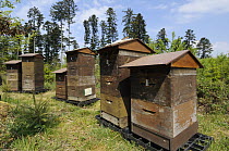 Traditional beehives in the Black Forest, Germany