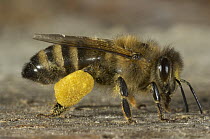 Honey Bee (Apis mellifera) with pollen baskets, Bee Station at the Bavarian Julius-Maximilians-University of Wurzburg, Germany