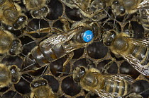 Honey Bee (Apis mellifera) group, tagged Queen circled by special worker bees responsible for her welfare, Bee Station at the Bavarian Julius-Maximilians-University of Wurzburg, Germany