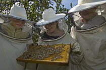 Honey Bee (Apis mellifera) swarm on honeycomb held by three biology students in bee protection clothes, Bee Station at the Bavarian Julius-Maximilians-University of Wurzburg, Germany