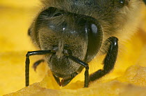 Honey Bee (Apis mellifera) worker on honeycomb, Bee Station at the Bavarian Julius-Maximilians-University of Wurzburg, Germany