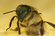 Honey Bee (Apis mellifera) in defensive body posture on honeycomb, Bee Station at the Bavarian Julius-Maximilians-University of Wurzburg, Germany