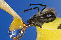 Honey Bee (Apis mellifera) with out-stretched tongue licking drop of sugar liquid, Bee Station at the Bavarian Julius-Maximilians-University of Wurzburg, Germany