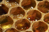 Honey Bee (Apis mellifera) honeycomb cells filled with honey and pollen, Bee Station at the Bavarian Julius-Maximilians-University of Wurzburg, Germany