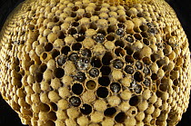 Honey Bee (Apis mellifera) honeycomb with drone males hatching, while others have hatched or are still in brood cells, Bee Station at the Bavarian Julius-Maximilians-University of Wurzburg, Germany