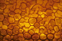 Honey Bee (Apis mellifera) honeycomb cells filled with honey and covered by wax, Bee Station at the Bavarian Julius-Maximilians-University of Wurzburg, Germany