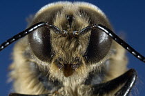 Honey Bee (Apis mellifera) drone portrait, Bee Station at the Bavarian Julius-Maximilians-University of Wurzburg, Germany