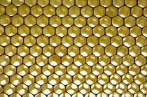 Honey Bee (Apis mellifera) honeycomb structure with empty cells, Bee Station at the Bavarian Julius-Maximilians-University of Wurzburg, Germany
