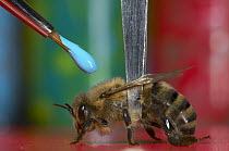 Honey Bee (Apis mellifera) being held with tweezers and marked with a brush for behavior observations, Bee Station at the Bavarian Julius-Maximilians-University of Wurzburg, Germany
