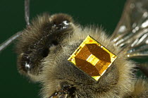Honey Bee (Apis mellifera) with a RFID-Chip on its back, Bee Station at the Bavarian Julius-Maximilians-University of Wurzburg, Germany