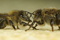 Honey Bee (Apis mellifera) pair right before exchanging food mouth to mouth, Bee Station at the Bavarian Julius-Maximilians-University of Wurzburg, Germany