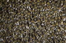 Honey Bee (Apis mellifera) mass on honeycomb, Bee Station at the Bavarian Julius-Maximilians-University of Wurzburg, Germany