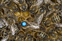 Honey Bee (Apis mellifera) group, tagged queen circled by special worker bees responsible for her welfare, Bee Station at the Bavarian Julius-Maximilians-University of Wurzburg, Germany