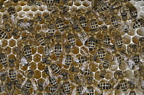 Honey Bee (Apis mellifera) on honeycomb with honey filled cells, Bee Station at the Bavarian Julius-Maximilians-University of Wurzburg, Germany