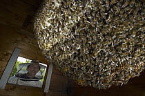 Honey Bee (Apis mellifera) natural beehive, built in wooden hut in the garden of the Bee Station, beekeeper Dirk Ahrens-Lagast looking through the opening, Bee Station at the Bavarian Julius-Maximilia...