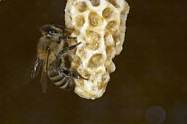 Honey Bee (Apis mellifera) on brood cell of queen, with queen inside the cell, Bee Station at the Bavarian Julius-Maximilians-University of Wurzburg, Germany