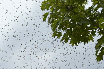 Honey Bee (Apis mellifera) swarm, Bee Station at the Bavarian Julius-Maximilians-University of Wurzburg, Germany