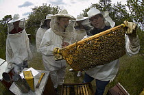 Honey Bee (Apis mellifera) biologist Rebecca Basile and students checking honeycomb covered with bees, Bee Station at the Bavarian Julius-Maximilians-University of Wurzburg, Germany