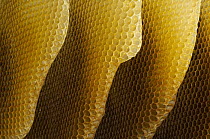 Honey Bee (Apis mellifera) honeycombs of a beehive, uninhabited, Bee Station at the Bavarian Julius-Maximilians-University of Wurzburg, Germany