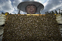 Honey Bee (Apis mellifera) swarm covering honeycomb held by biologist Mario Pahl wearing bee-protection clothes, Bee Station at the Bavarian Julius-Maximilians-University of Wurzburg, Germany