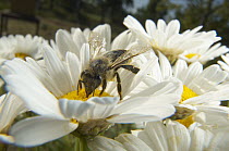 Honey Bee (Apis mellifera) collecting pollen from a daisy, Bee Station at the Bavarian Julius-Maximilians-University of Wurzburg, Germany
