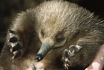 Short-beaked Echidna (Tachyglossus aculeatus) portrait showing short legs with claws adapted to digging, Tasmania, Australia